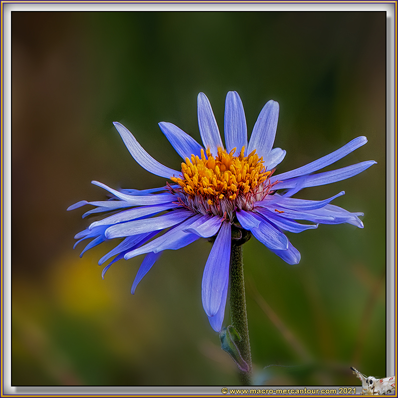 ASTER